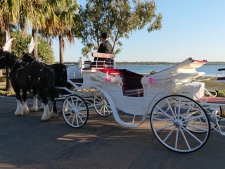 Vis A Vis Wedding Carriage Hire and Drayshore Shire Horses, Brisbane, Gold Coast