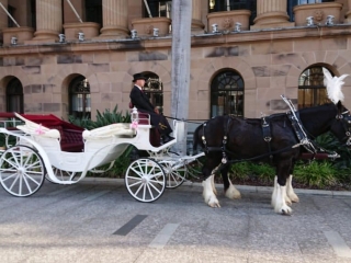 Vis A Vis Wedding Carriage Hire and Drayshore Shire Horses, Brisbane, Gold Coast