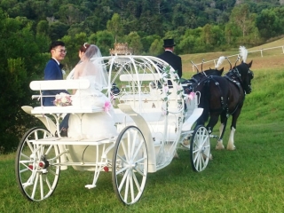 Cinderella Wedding Carriage - Drayhores Shires Australia, Brisbane, Gold Coast, Sunshine Coast