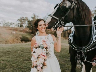 Drayhorse Shires Wedding Carriage Hire and Horses - Brisbane, Gold Coast