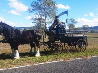 High Seat Trainer Header for your bridal party for up to 10 people. Drayhorse Shires, Brisbane, Gold Coast, Australia