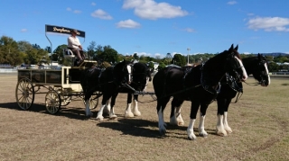 Cream Country Dray - Weddings - Drayhorse Shires, Brisbane, Gold Coast, Sunshine Coast