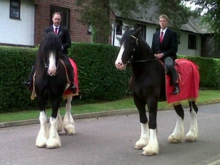 Ridden Horses - Dray Horse Shires Australia